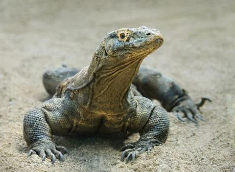 Komodo dragon Foto stock