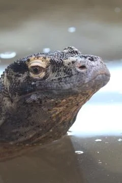 Komodo Dragon Stock Photos