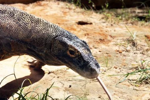 Komodo dragon Stock Photos