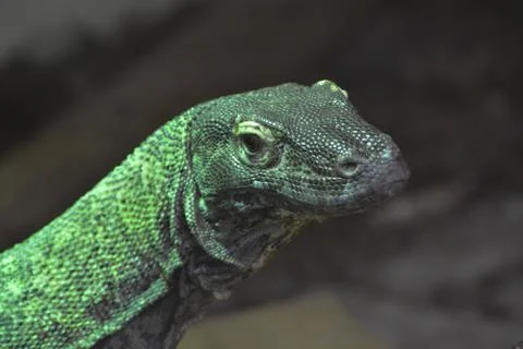 Komodo dragon Stock Photos