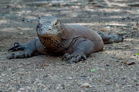 Komodo dragon 스톡 사진