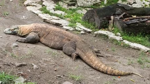 Komodo dragon Foto stock