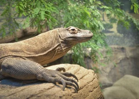 Komodo Dragon Stock Photos