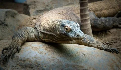 Komodo Dragon Stock Photos