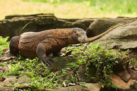 A Komodo dragon Stock Photos