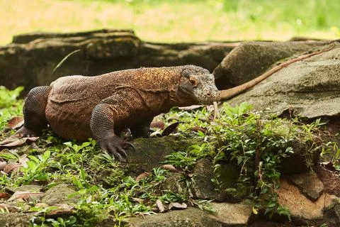 A Komodo dragon Stock Photos