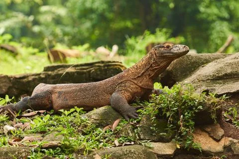 Komodo dragon Stock Photos