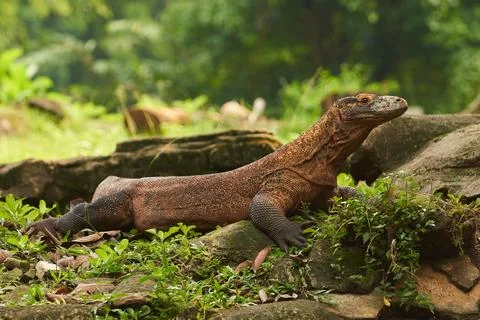 Komodo dragon Stock Photos