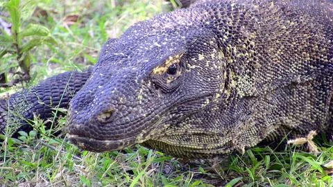 Komodo Dragon Stock Photos