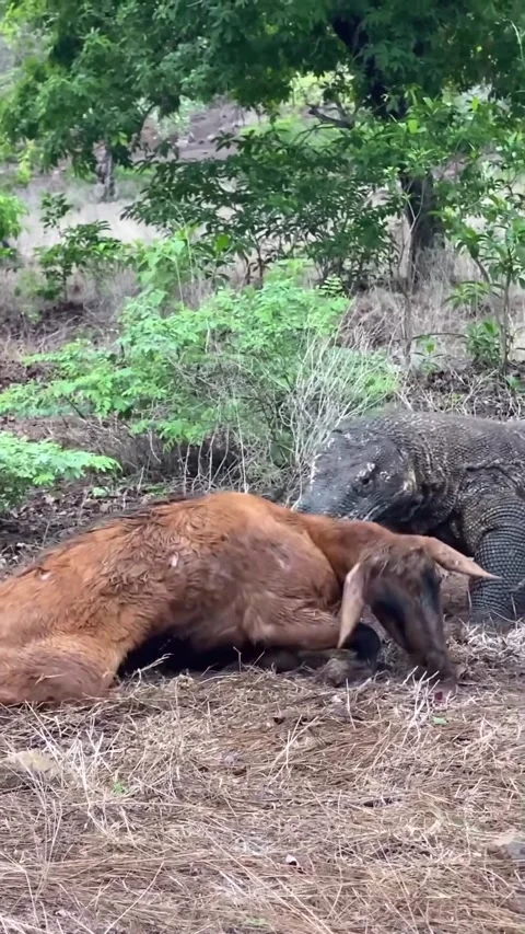 Komodo dragon preys on goats 库存影片 330195433