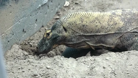 Komodo Dragon Resting and Sniffing the Ground in Close-Up Stock Footage 342573490