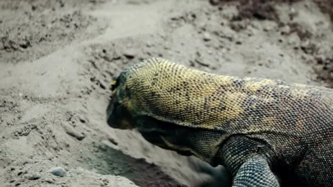 Komodo Dragon Resting and Walking on Sandy Terrain Stock Footage 342573493