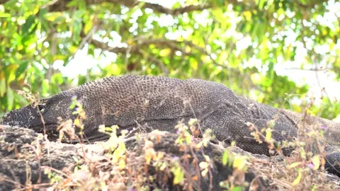 Komodo Dragon Resting Calmly on the Ground, Wildlife Footage Stock Footage 342883045