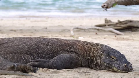 Komodo Dragon Resting Calmly on the Ground, Wildlife Footage Stock Footage 342883573