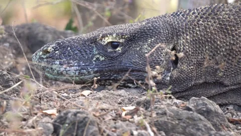 Komodo Dragon Resting on the Ground in Komodo National Park Stock Footage 342882734