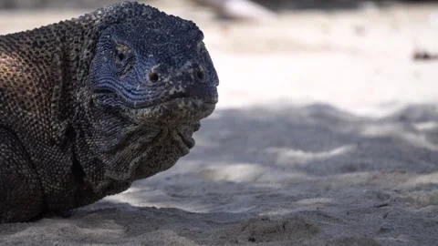 Komodo Dragon Resting on the Ground in Komodo National Park Stock Footage 342882949