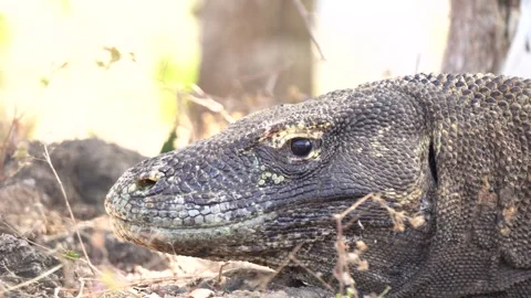 Komodo Dragon Resting on the Ground in Natural Habitat Stock Footage 342882783