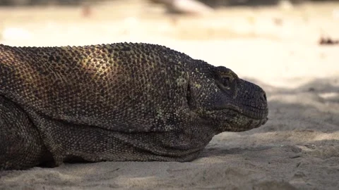 Komodo Dragon Resting on the Ground in Natural Habitat Stock Footage 342883097