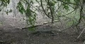 Komodo dragon resting lazy in forest at hot sunny day at Komodo island 4k or 4k+ Resolution
