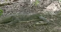 Komodo dragon resting lazy in forest at hot sunny day at Komodo island 4k or 4k+ Resolution