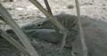 Komodo dragon resting lazy at a hot sunny day at Komodo island 4k or 4k+ Resolution