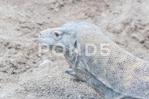 Komodo dragon resting on the sand Stock Photos
