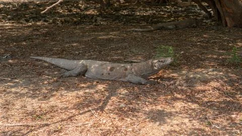 Komodo Dragon resting in the shadow 写真素材