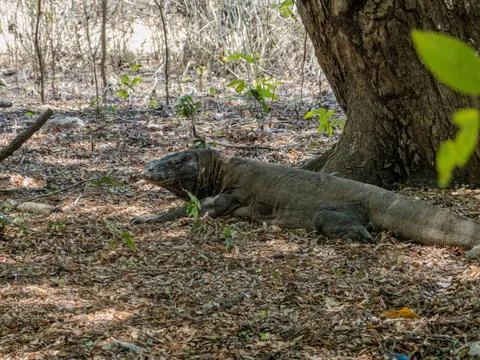 Komodo Dragon Resting Under Tree in Komodo National Park Indonesia Stock-Fotos