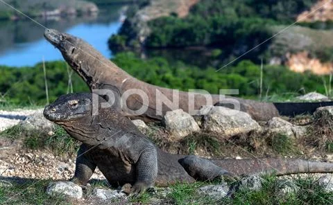 Komodo dragon. Scientific name: Varanus Komodoensis. Indonesia. Rinca Island Stock Photos