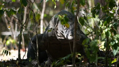 Komodo dragon in the shade of some plants walking away Video stock 135473657
