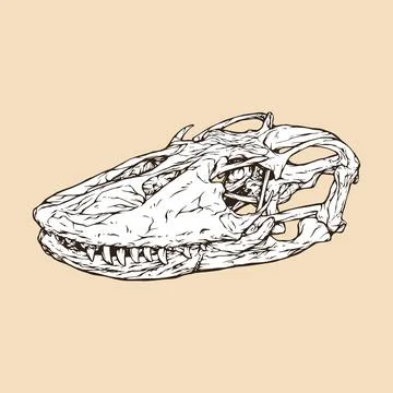 Komodo dragon skull head vector illustration Stock Illustration