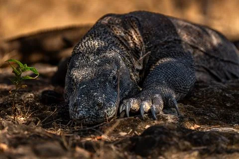 Komodo dragon sleeping peacefully under the tree. Scientific name: Varanus .. Stock Photos