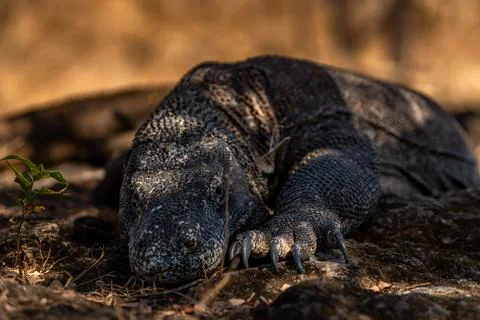 Komodo dragon sleeping peacefully under the tree. Scientific name: Varanus .. Stock Photos