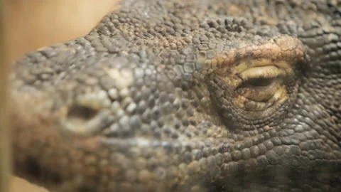 Komodo dragon slowly opening its eye Stock Footage