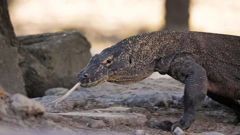 Komodo Dragon Slowmotion 4k Stock Footage 120677161