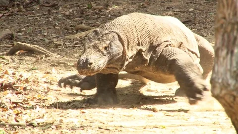 Komodo Dragon Stalks Forward 스톡 동영상 84079126