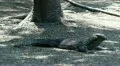 Komodo dragon stand up moving (1/2) HD Footage