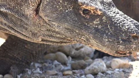 Komodo Dragon standing on beach smelling with tongue with drool hanging Stock Footage 93573708