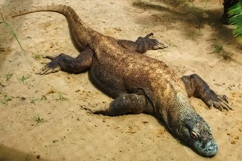Komodo Dragon in the Sun Stock Photos