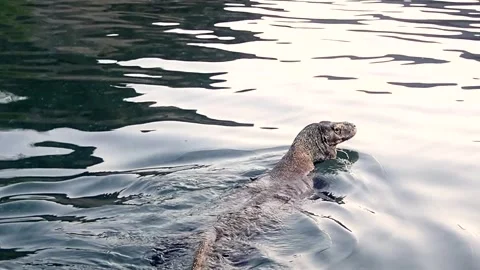 Komodo dragon sunset swimming Stock Footage 257527222