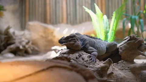 Komodo dragon, varan lizard Stock Footage 111925948