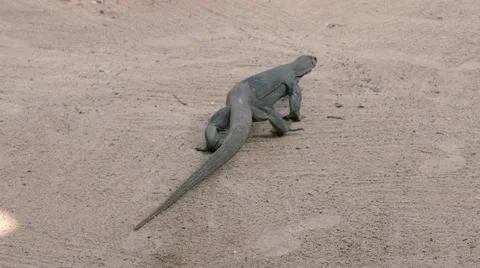 Komodo dragon varanus Stock Footage 61736689