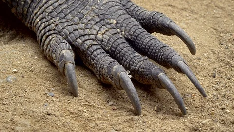 Komodo dragon (Varanus komodoensis) claw Stock Footage 97341807