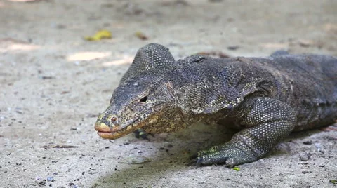 The Komodo dragon (Varanus komodoensis) Stock Footage 44692810