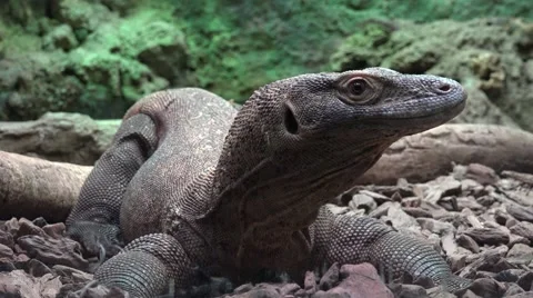 The Komodo dragon (Varanus komodoensis) Stock Footage 64481885