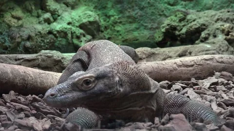 The Komodo dragon (Varanus komodoensis) Stock Footage 64481891