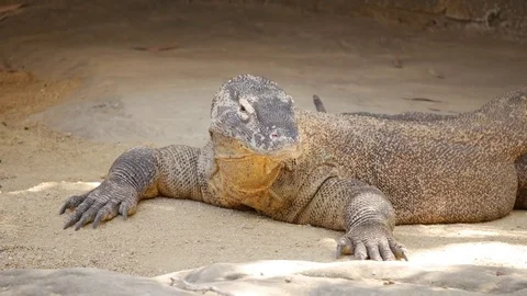 Komodo dragon - Varanus komodoensis Stock Footage