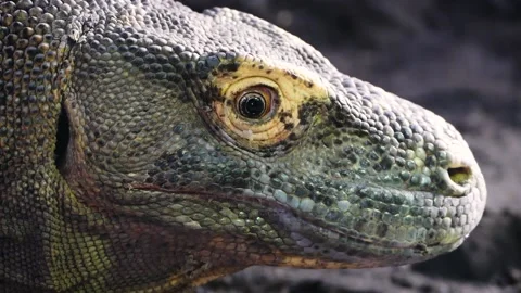 Komodo dragon (Varanus komodoensis) Vidéo 175485712
