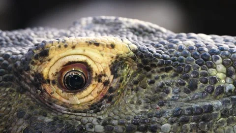 Komodo dragon (Varanus komodoensis) Video stock 175485963