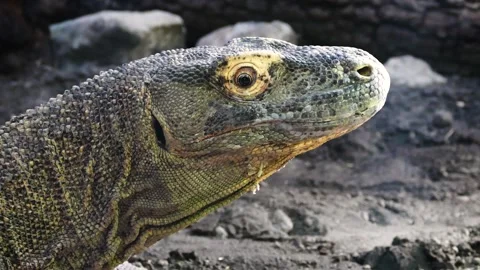 Komodo dragon (Varanus komodoensis) Stock Footage 175486243